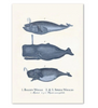 Charger l&#39;image dans la galerie, Peintures sur toile de la vie marine (lot de 9)
